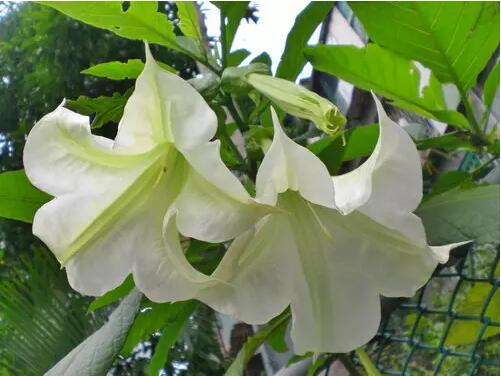 花兒雖美，引入室內(nèi)需謹(jǐn)慎